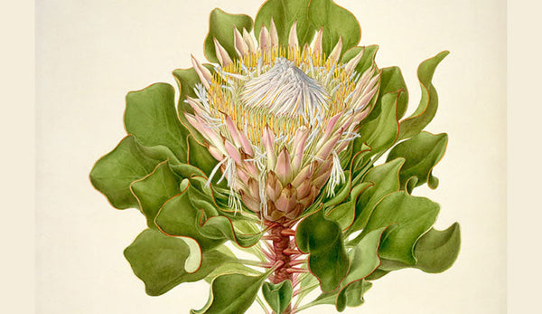 FERDINAND BAUER'S CONTRIBUTIONS TO BOTANICAL SCIENCE AND TAXONOMY